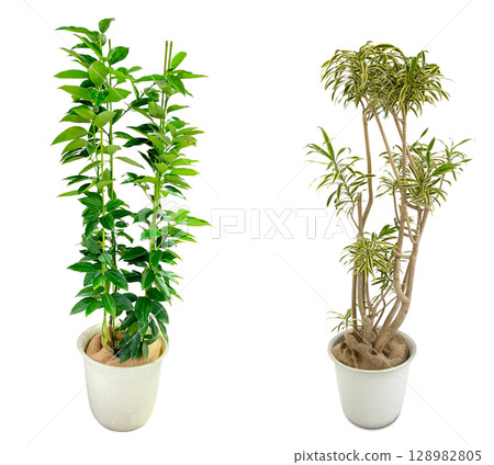 室內植物剪紙（透明背景） 128982805