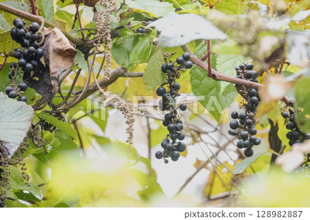 Black ripe wild grape berries in autumn 128982887