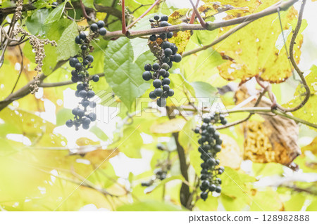 秋季黑熟的野生葡萄漿果 128982888