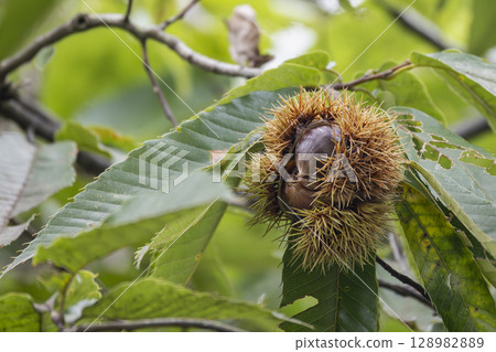 Autumnal fruits and burrs of Japanese chestnut 128982889