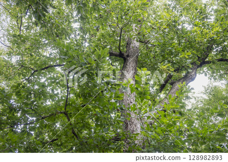 The largest acorn used in the Jomon period, the Quercus oak tree The largest acorn used in the Jomon period, the Quercus oak tree 128982893