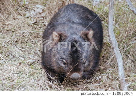 Wombat in Westerfolds Park in Australia Wombat in Westerfolds Park in Australia 128983064