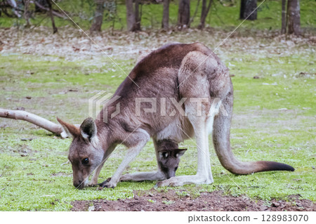 Kangaroo and Joey in Westerfolds Park Australia 128983070
