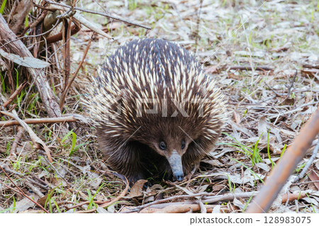 Echidna in Westerfolds Park in Australia 128983075