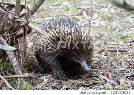Echidna in Westerfolds Park in Australia 128983081