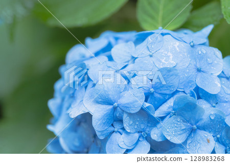June Flowers: Hydrangea flowers on a rainy day 78 June Flowers: Hydrangea flowers on a rainy day 78 128983268