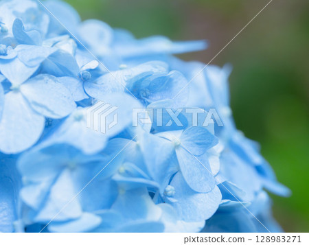 June Flowers: Hydrangea flowers on a rainy day 82 June Flowers: Hydrangea flowers on a rainy day 82 128983271
