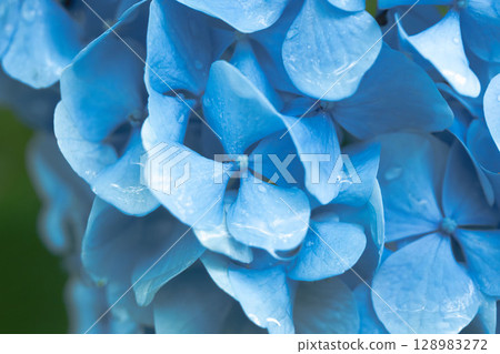 June Flowers: Hydrangea flowers on a rainy day 84 June Flowers: Hydrangea flowers on a rainy day 84 128983272