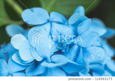 June Flowers: Hydrangea flowers on a rainy day 85 June Flowers: Hydrangea flowers on a rainy day 85 128983273