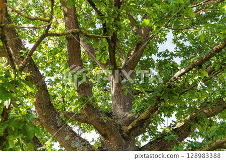 Oak trunk and branches with green leaves 128983388