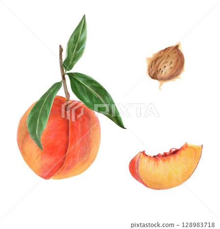 Red orange peach watercolor illustration set with whole fruit, twig, green leaves and pit. Realistic botanical drawing of tropical plant for summer flavors and designs isolated on white background Red orange peach watercolor illustration set with whole fruit, twig, green leaves and pit. Realistic botanical drawing of tropical plant for summer flavors and designs isolated on white background 128983718