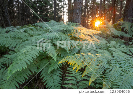 Ferns bask in the warm glow of the setting sun, casting gentle shadows amidst tall trees. The fading light enhances the vibrant green foliage, creating a peaceful atmosphere in the woods. Ferns bask in the warm glow of the setting sun, casting gentle shadows amidst tall trees. The fading light enhances the vibrant green foliage, creating a peaceful atmosphere in the woods. 128984066