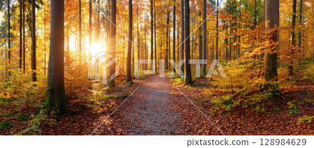 Autumn forest path surrounded by vivid orange and yellow foliage with sunlight shining through tall trees creating warm and peaceful atmosphere 128984629