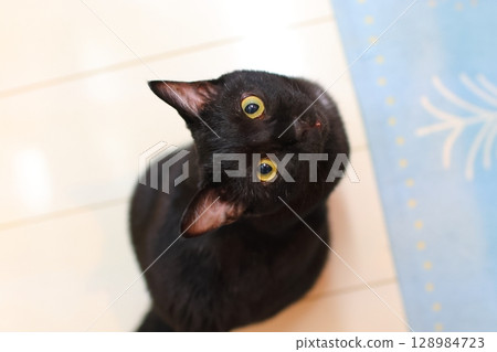 Black cat looking up Black cat looking up 128984723