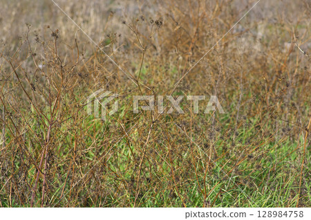 Prairies in early winter 128984758