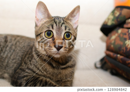 虎斑貓盯著看 128984842