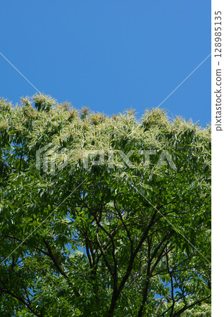 Blooming chestnut tree and blue sky Blooming chestnut tree and blue sky 128985135