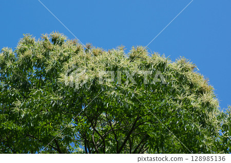 Blooming chestnut tree and blue sky Blooming chestnut tree and blue sky 128985136