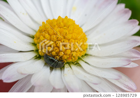 Meligethes aeneus on a daisy in springtime bloom enhances the garden's vibrancy with its small presence 128985729