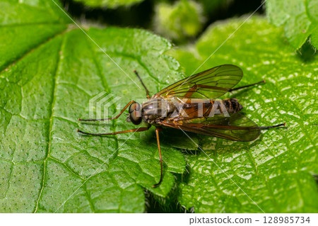 Snipe fly resting on a green leaf in a forest habitat during a sunny day 128985734