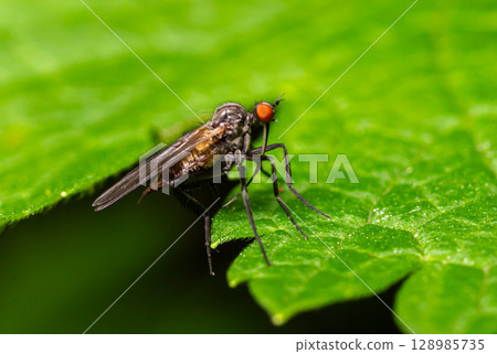 Empis spp. predatory fly resting on a green leaf with detailed focus on its body and features in natural habitat setting Empis spp. predatory fly resting on a green leaf with detailed focus on its body and features in natural habitat setting 128985735