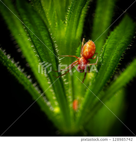 Close view of a small yellow mesh-web spider Nigma flavescens resting on a green leaf in a natural habitat during daytime 128985742