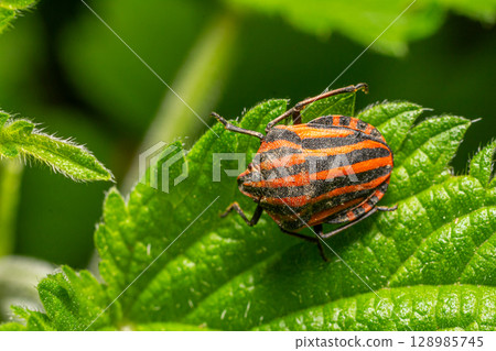 Brightly colored Graphosoma lineatum perched on a green leaf showcasing its distinct orange and black stripes under natural sunlight Brightly colored Graphosoma lineatum perched on a green leaf showcasing its distinct orange and black stripes under natural sunlight 128985745