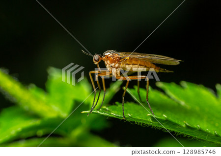 Empis spp. Dance fly captured on a leaf in a forest showcasing its predatory nature and intricate features in natural light 128985746