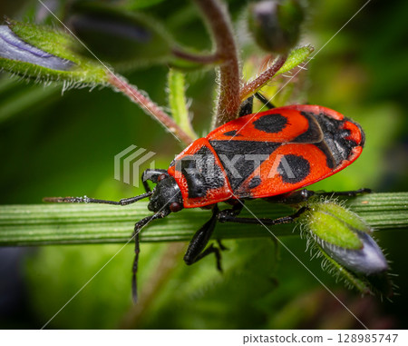 Firebug Pyrrhocoris apterus perched on a green plant stalk in a natural habitat during daylight Firebug Pyrrhocoris apterus perched on a green plant stalk in a natural habitat during daylight 128985747