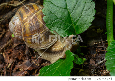 Roman snail Helix pomatia exploring foliage in a lush garden environment during a sunny afternoon Roman snail Helix pomatia exploring foliage in a lush garden environment during a sunny afternoon 128985761