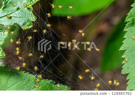 Yellow Araneus diadematus spiderlings construct web among green leaves in a natural setting during daylight hours 128985762