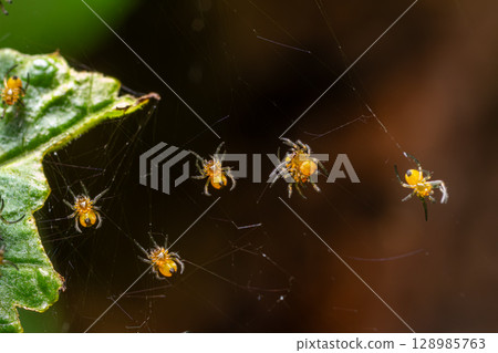 Yellow spiderlings of Araneus diadematus weaving webs in a garden during daylight 128985763
