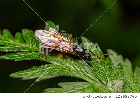 Winged ant resting on green leaf showcasing delicate wings and vibrant details in a forest setting during daylight hours Winged ant resting on green leaf showcasing delicate wings and vibrant details in a forest setting during daylight hours 128985769