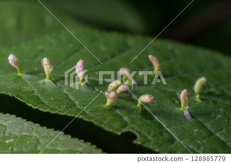 Detailed view of Eriophyes sp. Erineum Gall formation on leaf surfaces in a natural setting 128985779