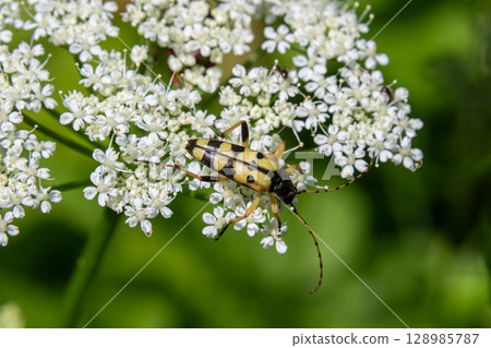 Four-banded longhorn beetle on delicate white flowers in a lush green environment highlighting seasonal beauty 128985787