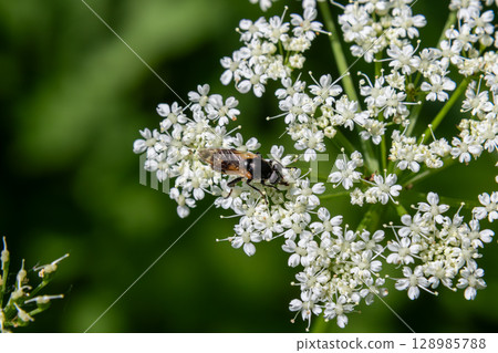 Eristalis tenax the drone fly pollinates delicate white flowers in a sunny garden during the summer afternoon 128985788