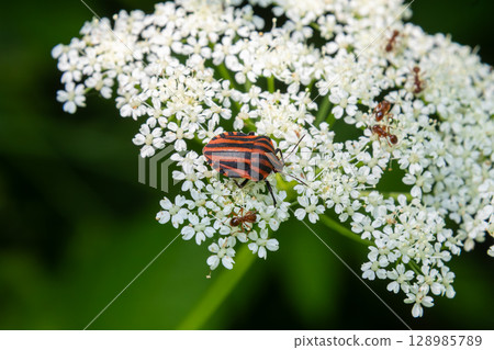 Detailed view of Graphosoma lineatum a striped bug resting on delicate white flowers in a vibrant green environment Detailed view of Graphosoma lineatum a striped bug resting on delicate white flowers in a vibrant green environment 128985789