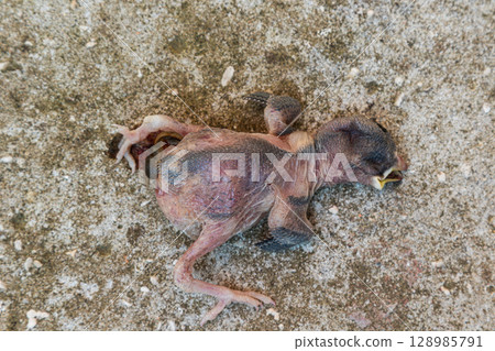 Chick that fell from its nest and did not survive on the ground near a rural area during midday 128985791