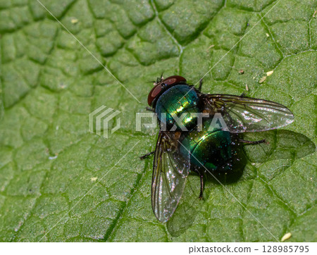 Common green bottle fly rests on a textured green leaf showcasing its vibrant coloration and intricate wing structure in bright sunlight during spring 128985795