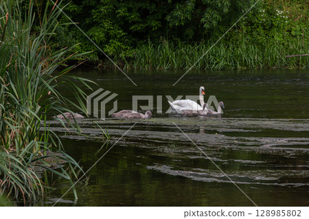 Mute swan gliding with cygnets on a tranquil green pond during a warm afternoon 128985802
