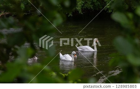 Elegant mute swans gracefully swimming in a serene river lined with green foliage during a calm afternoon 128985803