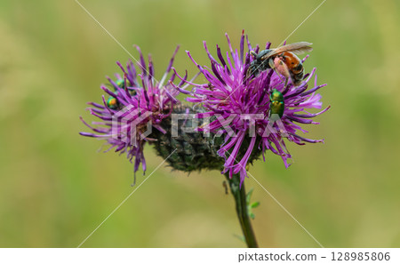 Mining bee and rose chafer pollinate vibrant purple thistle flowers in a meadow during sunny afternoon hours 128985806