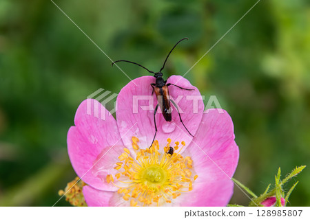 Red-brown longhorn beetle perched on a pink flower showcasing detailed features and vibrant colors in a natural setting during daylight hours 128985807