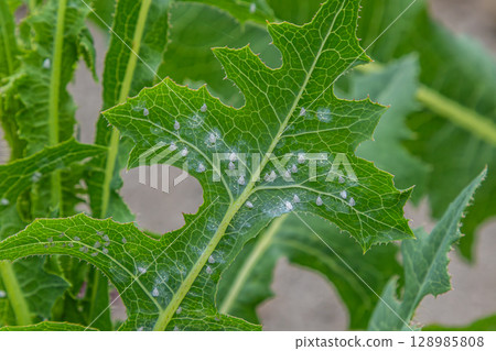 Whitefly infestation observed on the underside of a green leaf in a garden setting during the summer season Whitefly infestation observed on the underside of a green leaf in a garden setting during the summer season 128985808