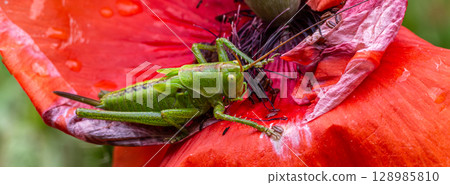 Great Green Bush-cricket Tettigonia viridissima perched on vibrant red poppy flower in summer sun 128985810