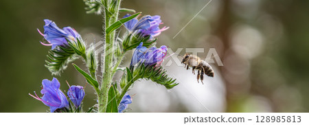 European honey bee foraging on Viper's Bugloss flowers in a natural habitat during a sunny day 128985813