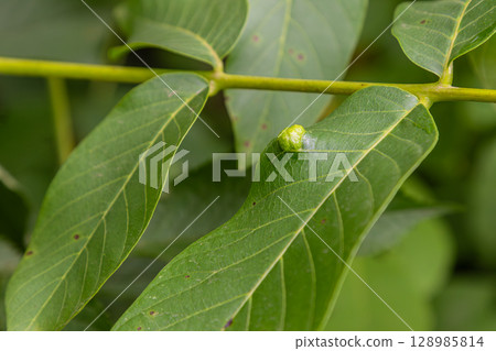 Small green growths on walnut leaves indicate presence of Aceria erinea mite causing gall formation Small green growths on walnut leaves indicate presence of Aceria erinea mite causing gall formation 128985814
