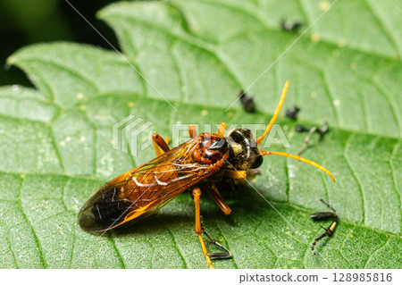 Four-spotted sawfly Cimbex quadrimaculatus observed on a leaf resting in its natural habitat during daylight in a lush environment 128985816