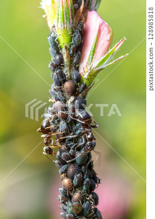 Worker ants defending aphid colonies from predators on a plant stem during daylight in a natural habitat 128985818