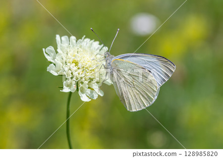 Large White butterfly sits on a white flower showcasing delicate wings during a sunny day in a vibrant field 128985820
